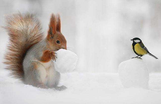 欲哭无泪!松鼠雪球藏坚果被山雀抢走(组图)