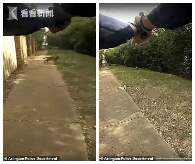 美国一警察连开3枪打疯狗 结果躺地上的主人被杀