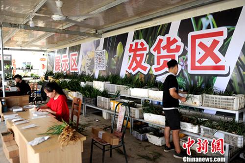 图为8月29日,当地兰花企业工作人员忙碌配货。<a target='_blank' href='http://www.chinanews.com/'>中新社</a>记者 张金川 摄 图为8月29日,当地兰花企业工作人员忙碌配货。<a target='_blank' href='http://www.chinanews.com/'>中新社</a>记者 张金川 摄