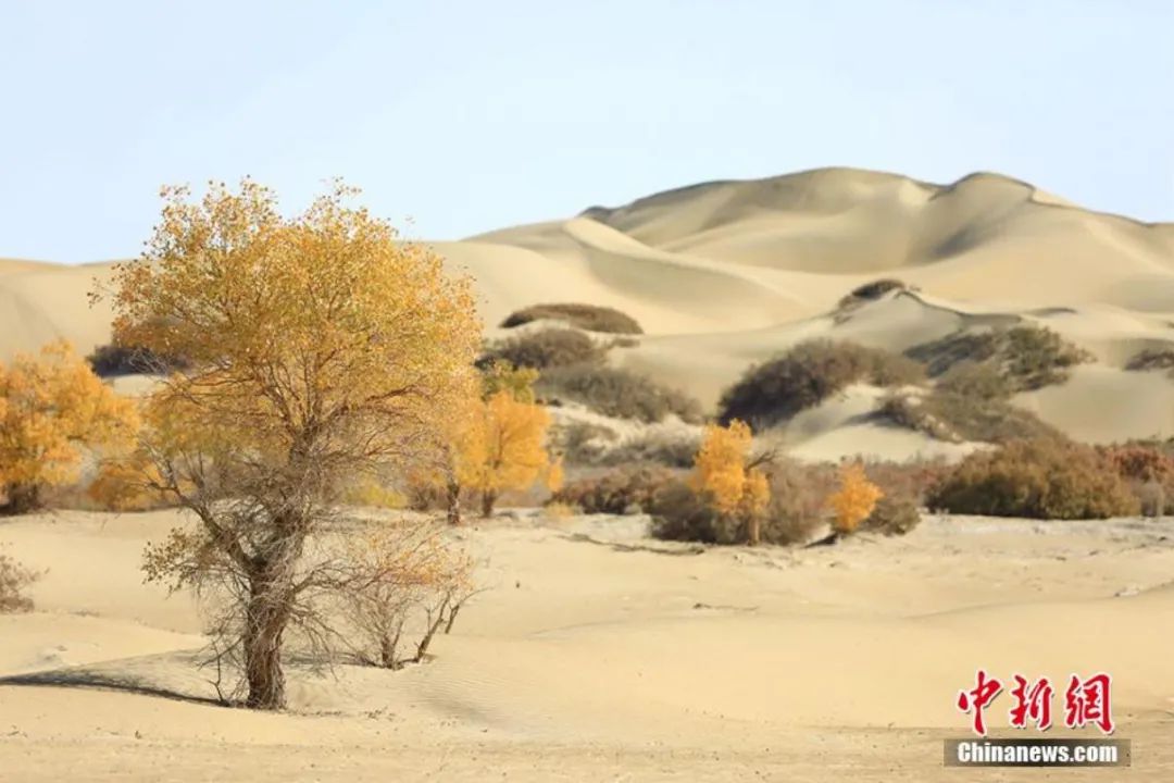 ���������һҳ