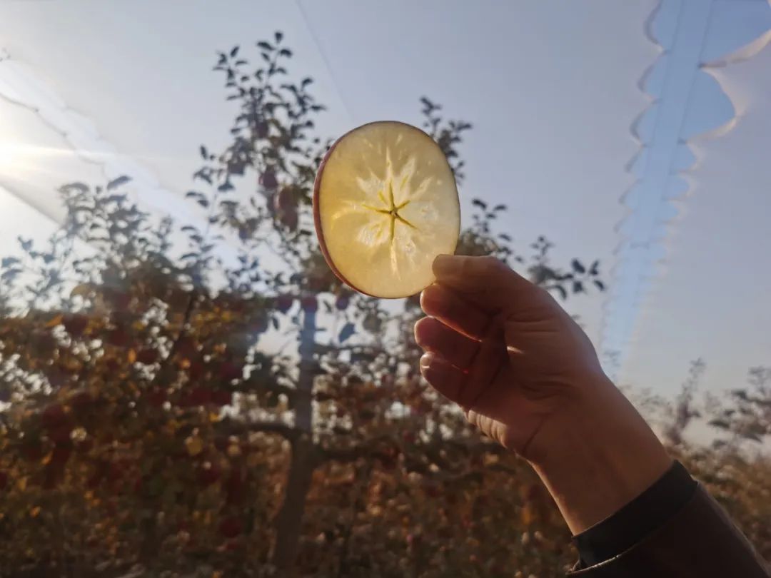 ���������һҳ