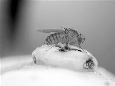 ���������һҳ