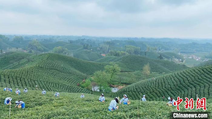 ͼΪ�ɲ�������������²�԰�ɲ� ���� ��