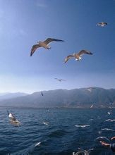洱海 洱海