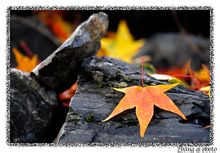 美丽的米亚罗 美丽的米亚罗