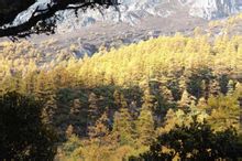 仙乃日南坡 仙乃日南坡