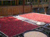 龙脊辣椒 龙脊辣椒