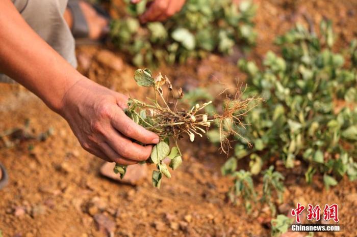 ���������һҳ