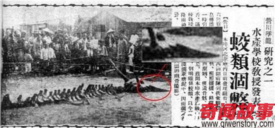 1934年营口坠龙事件走近科学专家的解释 轰动全球!