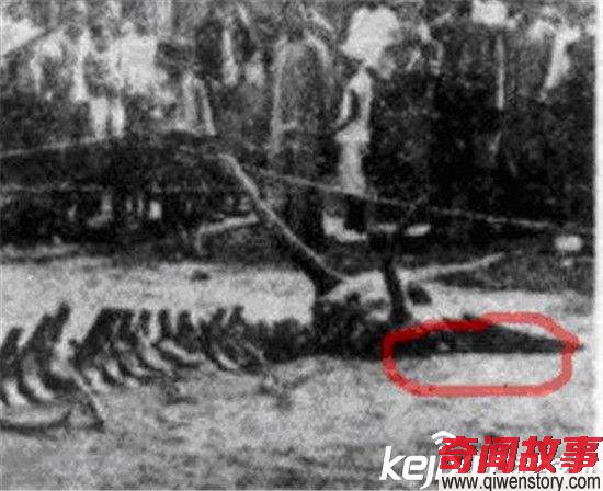 1934年营口坠龙事件走近科学专家的解释 轰动全球!