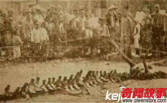 1934年营口坠龙事件走近科学专家的解释 轰动全球!