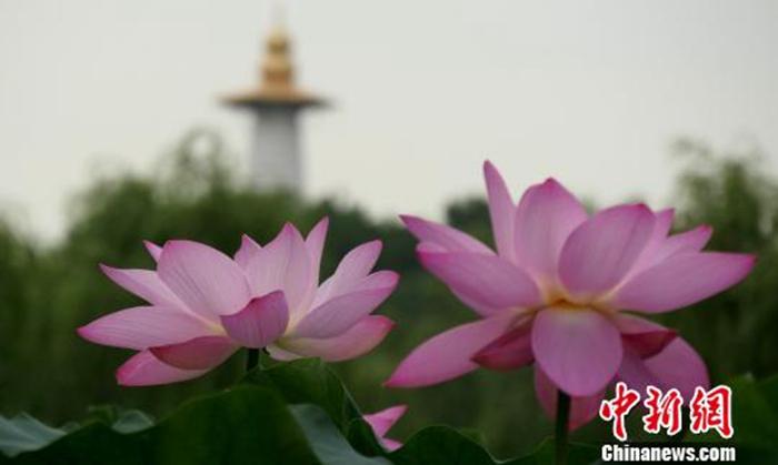 ���������һҳ