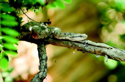 ���������һҳ