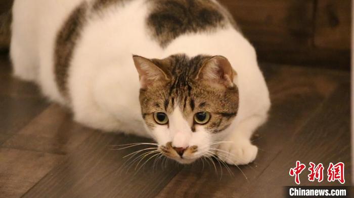 ���޶���������� ����� ��