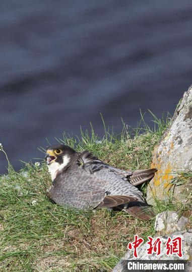 ���������һҳ