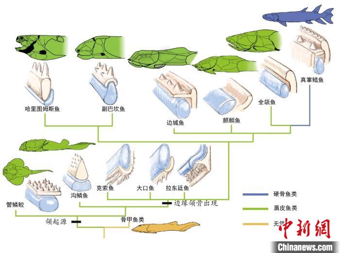 ������򢼹׵����������ݵ��ݻ���ǳ��ɫΪ�ڹ���ԭʼ򢣬ǳ��ɫΪĤ���ǡ������װ�����ǿ ��ͼ