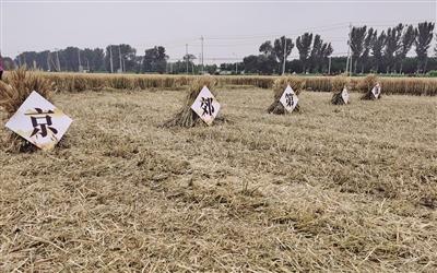 ���������һҳ