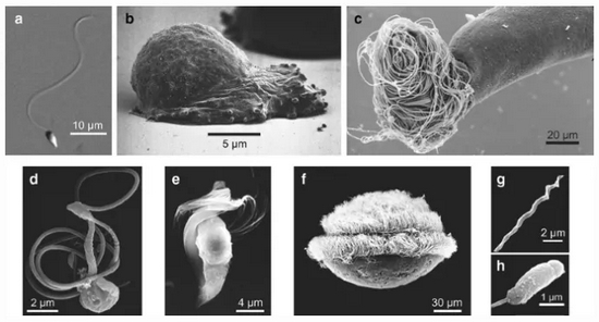 ��Ȼ���в�ͬ��̬�ľ��ӡ�a�������ľ��ӣ�b�����׳������̬���ӣ�c����֪������ӡ������ѹ�Ӭ�ľ��ӣ�d-f�����Բ�ֲͬ��ľ��ӣ��ֱ�ӵ�� 2-1000 �����ë��g��h�� �������ྫ�ӡ�| https��//link.springer.com/article/10.1007%2Fs10265-017-0936-2