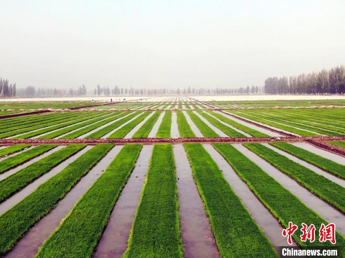 �����͵�����ɷ�Ǻÿ�������ʦ�� ��