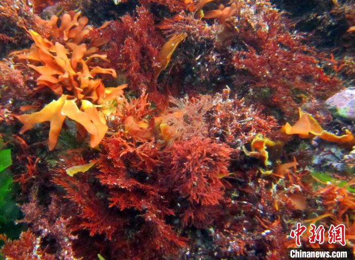 ͼΪ���塣���п�Ժ����ֲ���о�����ͼ