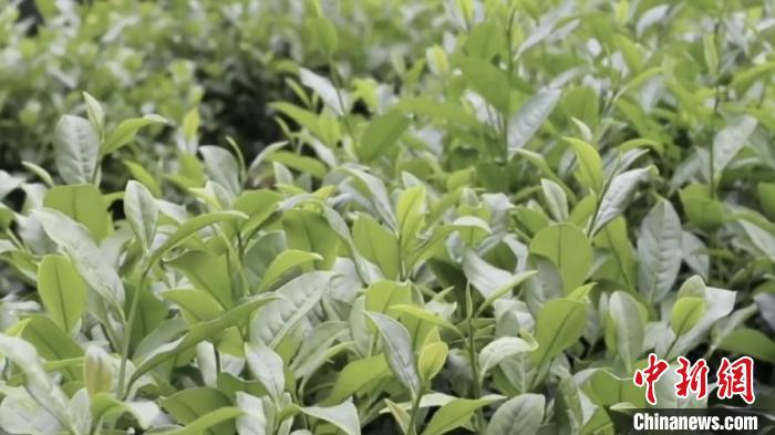 ƽ�Ͱ�ѿ����(����ͼ) �����֪�����ߵز�����ί�� ��ͼ