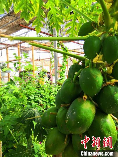 �½����Ź����ǽ��ų���չ�������ң������ũ��ƷƷ�ʵ�ͬʱ����չ���С��۹⡢����ȹ���(����ͼ)����ʷ�� ��