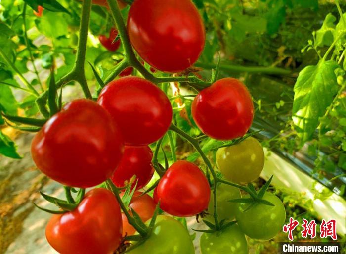 �������Ѻ��ƻƹ���֦ͷ���������� ��