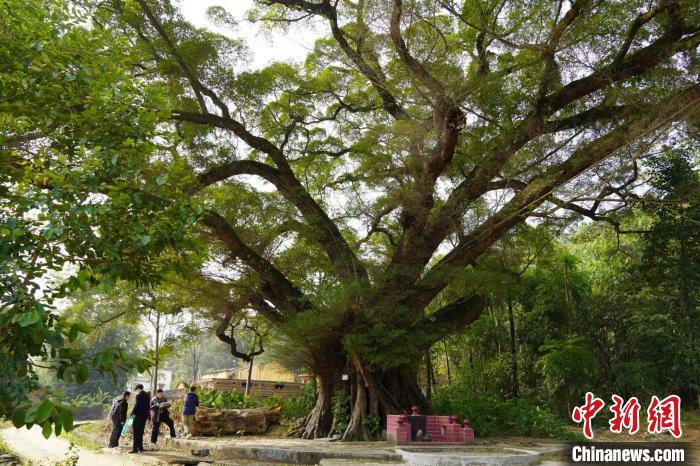 �㶫��һ��������ľʵ����Ƶ��ر���